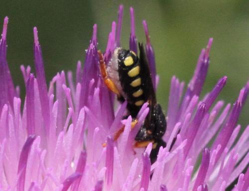 Pseudoanthidium sp.
